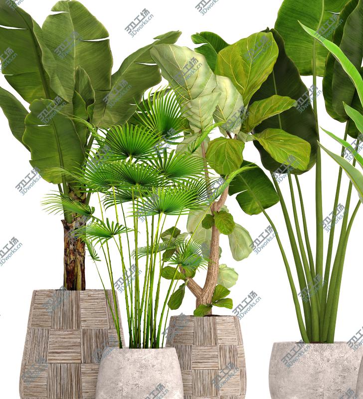 images/goods_img/202104022/Collection plants 3D model/4.jpg